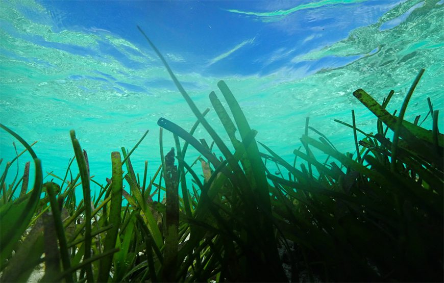 Snorkeling in Pigeon Island